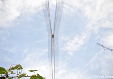 Protezione antigrandine obbligatoria 