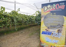 Si è svolto il 9 settembre 2025 il Dorì Day, evento organizzato a Faenza (Ravenna) dal Consorzio Dorì International. La giornata è partita dallo stabilimento della OP Granfrutta Zani, per poi proseguire con le visite in campo e terminare con un talk show a Imola (Bologna). A fare gli onori di casa Alessandro Zampagna (amministratore delegato di Dorì International) e Giampaolo Dal Pane, presidente di Dorì International (fotoservizio Cristiano Riciputi)