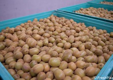 Kiwi giallo Dorì appena giunto in stabilimento