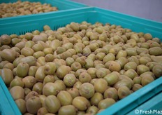 Quest'anno la raccolta è anticipata di 10 giorni nel Lazio e 7 nel nord d'Italia