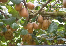 Elevata produzione presso l'azienda di questo agricoltore specializzato