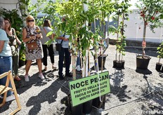 Tra le nuove entry presso il vivaio Exoticplant anche le piante di noce Pecan, molto richieste per le loro qualità nutrizionali e interessanti anche per i coltivatori come alternativa e diversificazione delle fonti di reddito.