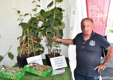 Maurizio Dal Pane mostra un innesto di kiwi verde Hayward su Bounty con intermedio Tomuri.