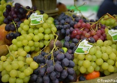 Al Maap, uva Giuliano in mostra