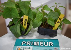 Kiwi Hayward, portinnesto RO.KI e la rivista Primeur