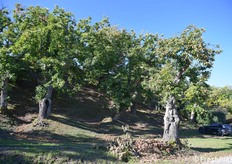L'Appennino dell'Emilia Romagna conta quasi 3000 ettari coltivati a castagne e marroni. La Regione ha stanziato fondi per il recupero degli antichi castagneti. Di primi di ottobre di ogni anno inizia la raccolta (fotoservizio Cristiano Riciputi)