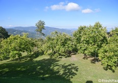 Il castagneto della famiglia Lorenzini