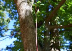 Il filo Ecodian che, tramite il rilascio di feromoni, permette di salvare buona parte del raccolto dall'attacco delle cidie