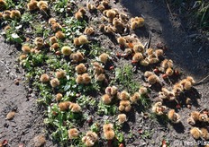 Ricci a terra pronti per la raccolta