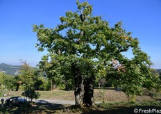 Questo castagno a Loiano (Bologna) ha più di 500 anni