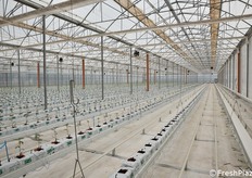 Le nuove serre sono suddivise in sei compartimenti stagni per minimizzare il rischio di contagio di eventuali patogeni.