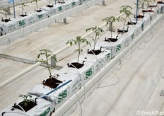 Il sistema di riscaldamento basale (tubi a binari) che convoglia l'acqua calda dal basso verso l'alto, un principio simile al riscaldamento a pavimento, per ottimizzare il calore.