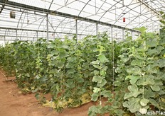 Il campo sperimentale dedicato ai meloni. Si noti l'allevamento in verticale, che comporta molteplici vantaggi e agevola i breeder nelle operazioni di impollinazione manuale.