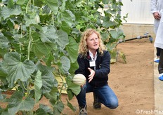 Un frutto pronto per la selezione fenotipica: viene osservato l'aspetto esterno (rete, sutura), pesato e tagliato per misurare il grado zuccherino.