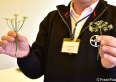 Differenza tra fiore maschile (a sinistra) e fiore femminile (a destra) del finocchio. L'impollinazione, in questo caso, di solito avviene mediante l'uso di mosche.