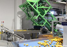 Appena arrivata nell'impianto, le clementine nei bins vengono immesse sul nastro trasportatore.