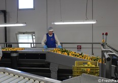 Una delle capacità più avanzate di questo sistema è la sua straordinaria flessibilità. L'impianto è in grado di lavorare due tipi di prodotti diversi nello stesso momento, che siano con o senza foglia, ottimizzando tempi e risorse.