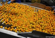 Avviene quindi una prima fase manuale di selezione.