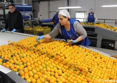 I principali agrumi che l'impianto può processare includono: clementine, arance a polpa bionda (es. famiglia Navel), arance a polpa rossa e limoni.