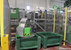 Lo scarto viene selezionato e destinato all'industria di trasformazione.