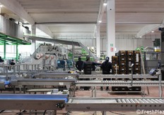 Una volta calibrate, le clementine passano alla linea di confezionamento.