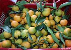 L'azienda è alla fine della campagna della varietà Caffin. Annovera 40 ettari di proprietà, su cui produce, e commercializza prevalentemente in Italia. Francia e Inghilterra sono mercati di esportazione.