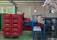 Sono sei le linee di lavorazione e due quelle di retinaggio. L'azienda fornisce il prodotto in calibri diversi e diversi tipi di confezionamento. In foto la merce grezza viene immessa nella linea di lavorazione.