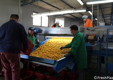 La prima fase è l'immissione del prodotto sulla linea e la cernita manuale.