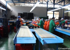 Il confezionamento degli agrumi può avvenire in rete girsac e vertbag, con un peso che va da 0,5 a 5 kg, o in cassetta in plastica o cartone da 3 a 10 kg.