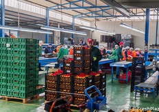 Man mano il prodotto confezionato viene sistemato sui pallet.