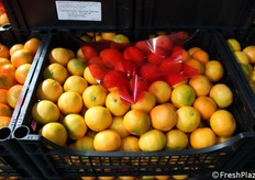 Clementine senza seme con buccia edibile, di prima categoria e calibro 4, non sottoposte a trattamento post-raccolta.