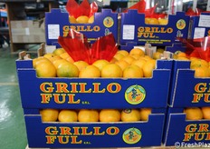 Clementine senza seme con buccia edibile, di prima categoria e calibro 1, non sottoposte a trattamento post-raccolta.