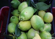 In questo momento l'azienda sta lavorando anche limone Liscione.