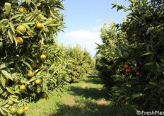 L'azienda gestisce direttamente un nucleo di circa 50 ettari di terreno. La stagione si apre con le prime varietà precoci disponibili. Si prosegue con le clementine Comune (in foto). Il ciclo si conclude con le cultivar più tardive, che estendono la finestra di commercializzazione.