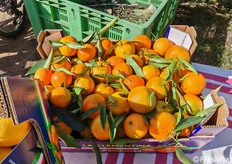 Nel magazzino, situato nella zona industriale, si svolge l'intero processo di lavorazione. Le principali opzioni di imballaggio sono in cartone, plastica o in retine. I formati standard sono rappresentati da scatole da 10 kg e bauletti da 1 e 2 kg.