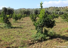 Sperimentazione su arance Navel VCR.