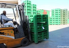 Il controllo completo della filiera è il pilastro strategico su cui la Cooperativa Morgia costruisce la sua promessa di qualità superiore, tracciabilità e sicurezza alimentare.