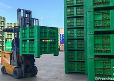 Ogni fase del processo è gestita e monitorata internamente per assicurare che il prodotto finale rispetti standard elevatissimi, dal momento della coltivazione a quello della consegna.