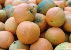 Nelle operazioni di raccolta degli agrumi, i produttori controllano il grado Brix. Se viene raggiunto il minimo necessario (che solitamente è 13), si procede con la raccolta. Se i livelli sono inferiori, si attende. Tuttavia, il colore spesso non riflette il contenuto zuccherino del frutto. Il fatto che un prodotto possa presentarsi ancora verde sui banchi della GDO significa che i gradi Brix sono stati raggiunti, e che è considerato buono. Molti consumatori, però, non acquistano i frutti meno colorati, pensando che non siano maturi. La vera maturazione e il sapore ottimale dipendono da un equilibrio tra dolcezza e acidità: se l'acidità è ancora alta, nonostante la rilevazione dei gradi Brix sia corretta, il frutto non è ancora pronto. È necessario aspettare che gli acidi scendano in modo che il frutto acquisisca la giusta maturazione e il giusto sapore.