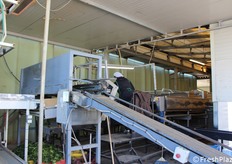 Una volta giunto in magazzino, il prodotto segue un percorso di lavorazione preciso. Inizia con una prima cernita manuale, durante la quale il personale esperto elimina i frutti non conformi, destinati all'industria dei succhi.