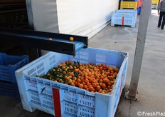 Agrumi destinati all'industria.