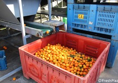 Altri agrumi destinati all'industria del trasformato.