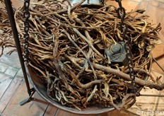 Radici di liquirizia, da cui parte il lungo processo di trasformazione.