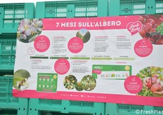 Il percorso di una mela, dal fiore alla raccolta