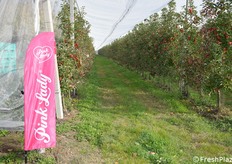 Alcuni dei filari di mele dove si è svolta la raccolta