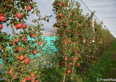 Quest'anno la produzione è in anticipo di una decina di giorni