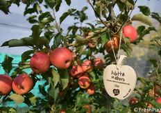 Quest'anno, grazie all'escursione termica, la colorazione dei frutti è stata ottenuta in maniera perfetta