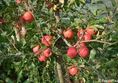 La produzione è risultata in linea con le aspettative