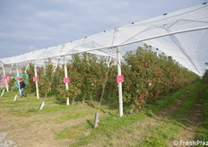 Obbligatorio, come ogni impianto moderno, la copertura a protezione del raccolto