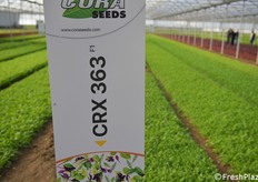 Sempre più richieste varietà tolleranti le principali malattie